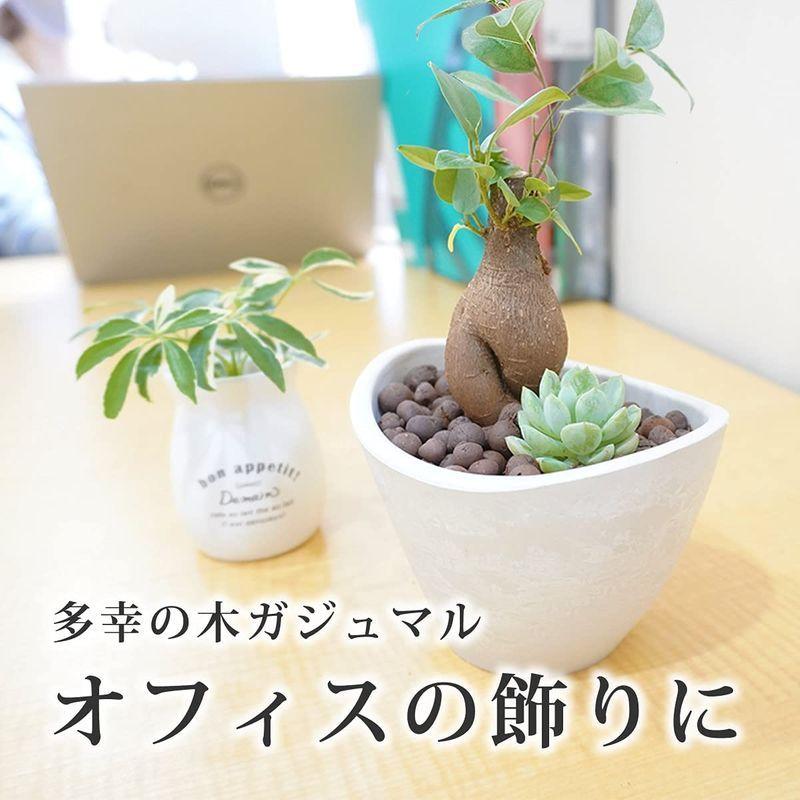 ガジュマルの木と多肉植物 がじゅまる 人参がじゅまる 観葉植物ミニ 観葉植物おしゃれ 室内用 多幸の木 誕生日用 花言葉 健康 ホワイト カ アチーブメントストア 通販 Yahoo ショッピング