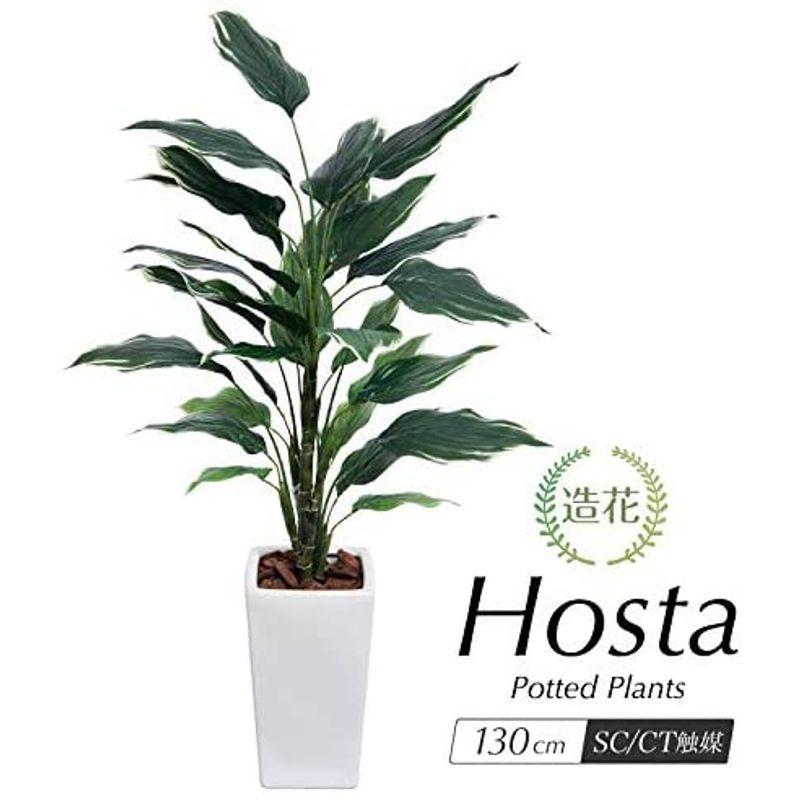 フェイクグリーン 大型 ホスタ プラント 130cm ギボウシ 斑入り SC/CT触媒加工済ta-7900sc 大型 ホスタ プラント 130cm ギボウシ 斑入り SC/CT触媒加工済ta 7900sc