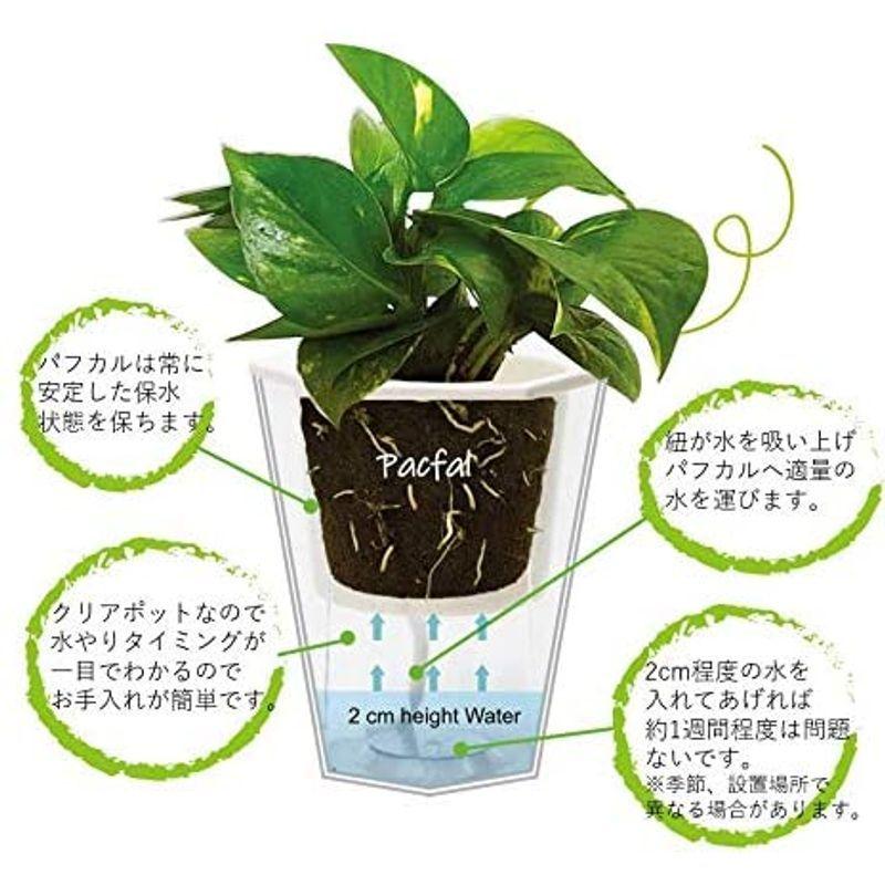 代引き人気 ミドリエ デザイン シリーズ 土を超える土壌 パフカル 3号 観葉植物 底面給水 Easy Pot D テーブルヤシ 植木鉢 Www We Job Com