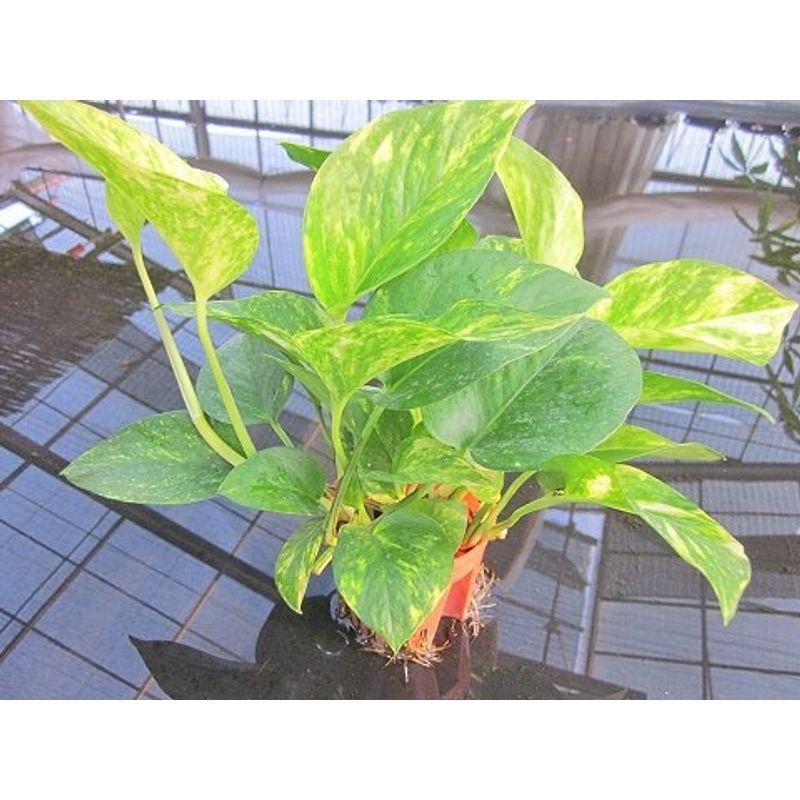 水耕栽培 苗 70 Off ポトス