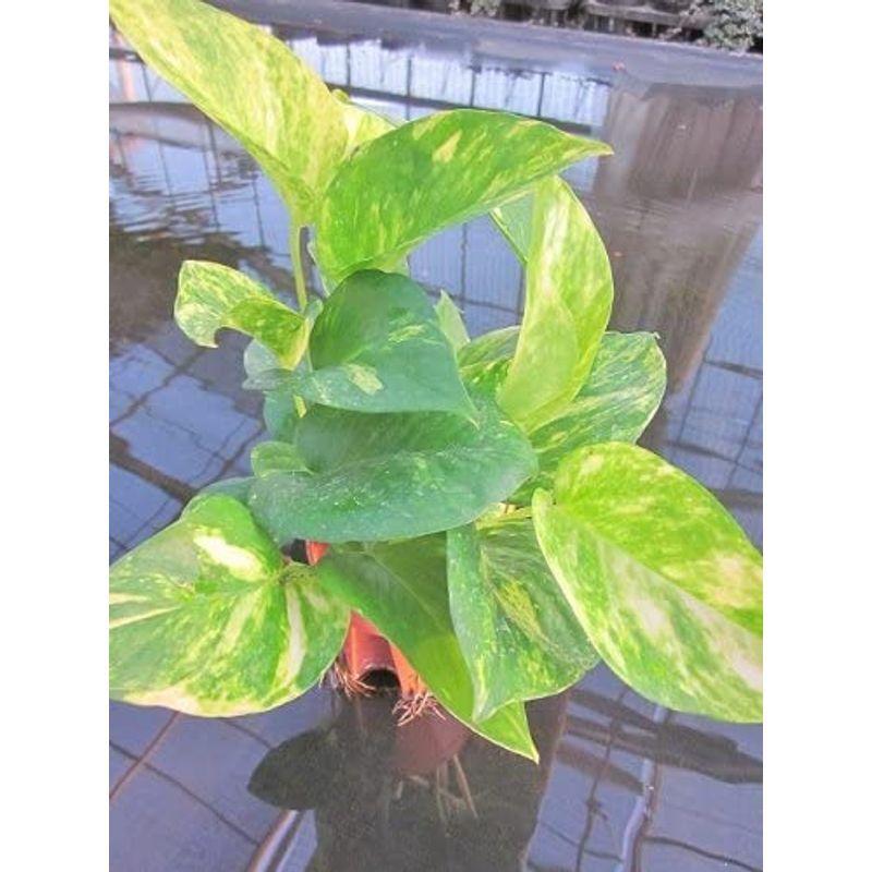 水耕栽培 苗 70 Off ポトス