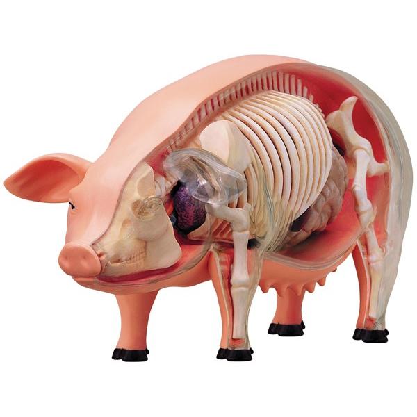 豚 解剖 人形 模型 おもちゃ キット 透明 クリア フィギュア 動物 サイエンストイ 知育玩具 理科 生物 自由研究 学習 英語 海外 教材｜acomes