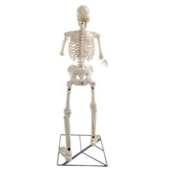 ハロウィン 飾り 飾り 1cm パーティグッズ 等身大 スケルトン ゲーム おもちゃ 骸骨 頭 目玉が動く しゃべる アニマトロニクス がいこつ アカムス店