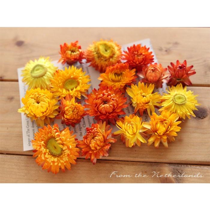 ヘリクリサム イエローオレンジ 貝細工 カイザイク カイガラソウ ハーバリウム花材のお店acornstyle 通販 Yahoo ショッピング