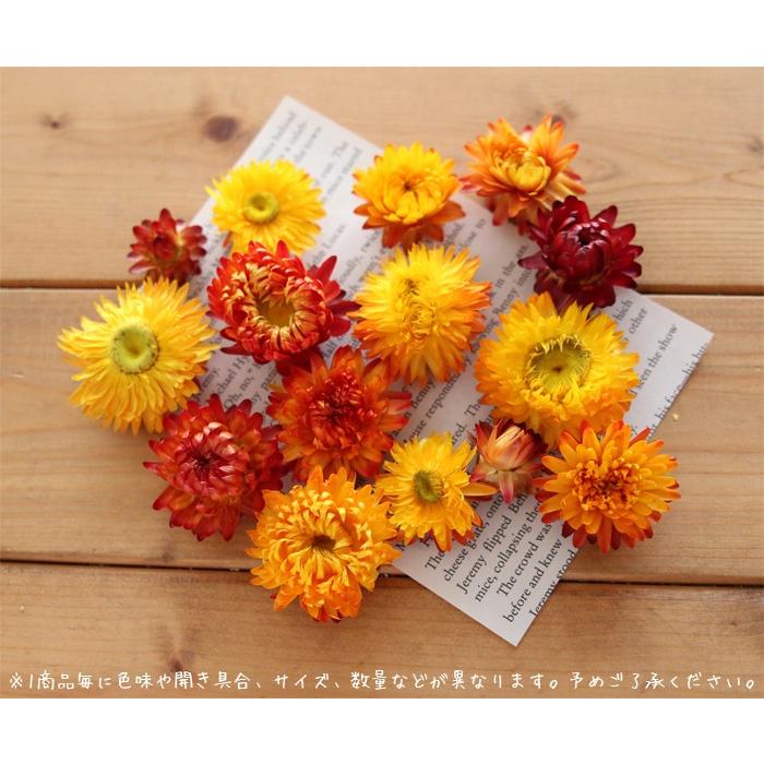 ヘリクリサム イエローオレンジ 貝細工 カイザイク カイガラソウ ハーバリウム花材のお店acornstyle 通販 Yahoo ショッピング