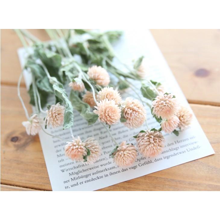 当店在庫してます 小分け Ha 千日紅 ベージュ ドライフラワー