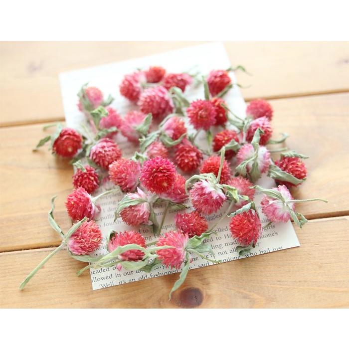 季節限定販売 Af千日紅ヘッド 赤 ドライフラワー ハーバリウム花材のお店acornstyle 通販 Yahoo ショッピング