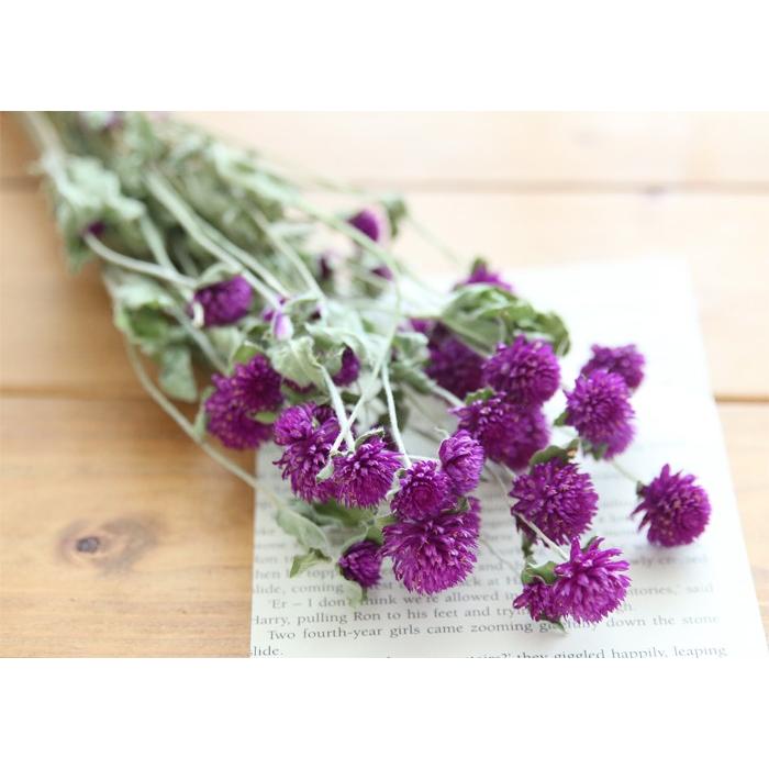 396円 22秋冬新作 季節限定販売 Afステム付き 千日紅 紫 ドライフラワー