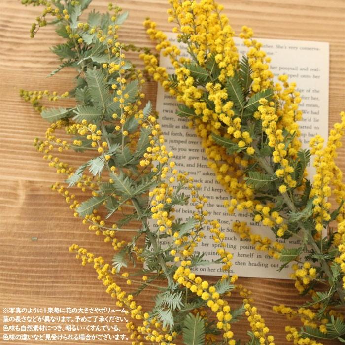 すべての美しい花の画像 エレガントミモザ アカシア 違い