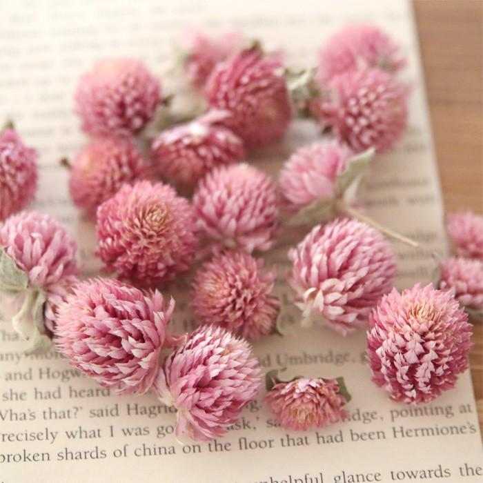 小分け Oc千日紅 ヘッド ウォッシュホワイト ドライフラワー ハーバリウム花材のお店acornstyle 通販 Yahoo ショッピング