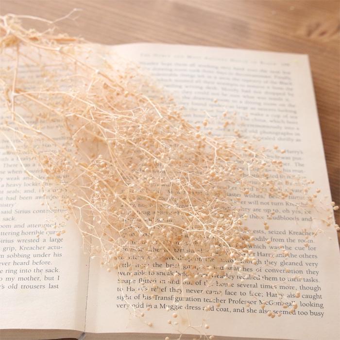 冬バーゲン 特別送料無料 小分け ソフトミニカスミ草 アンティークベージュ Wantannas Go Id