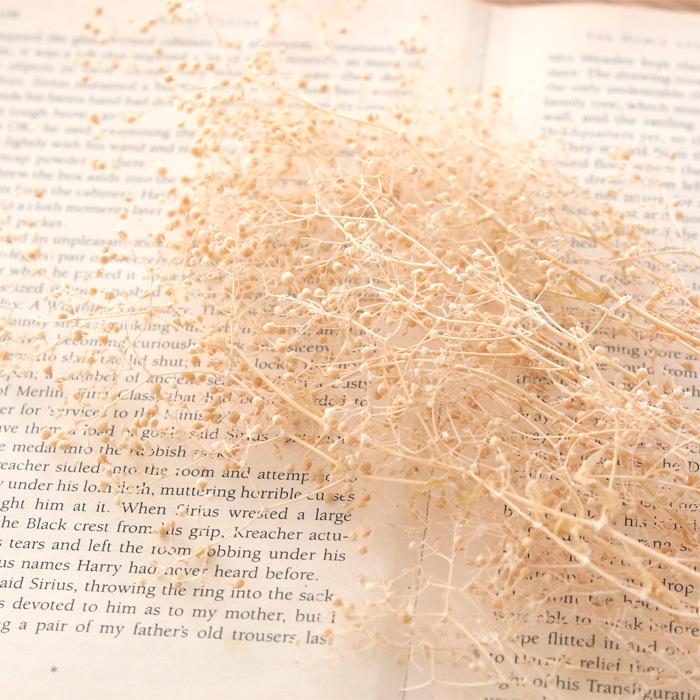 冬バーゲン 特別送料無料 小分け ソフトミニカスミ草 アンティークベージュ Wantannas Go Id