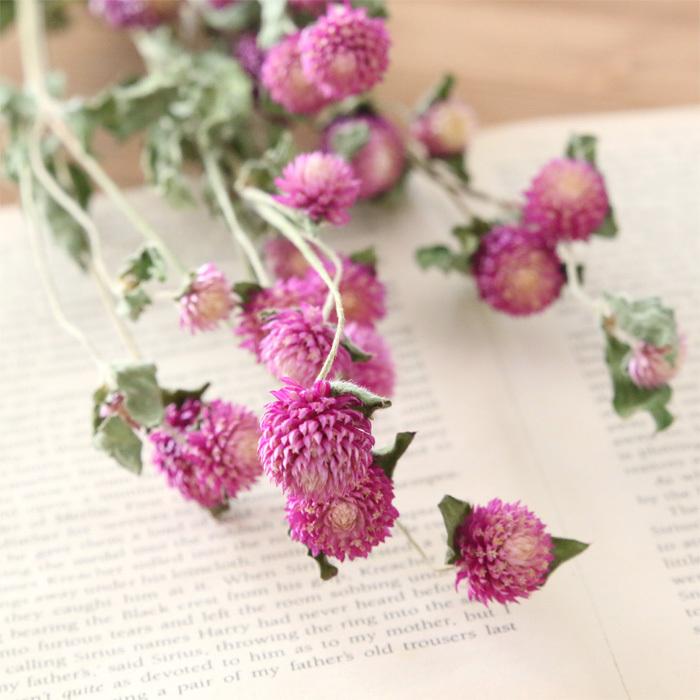 小分け 茎付き 千日紅 ライラック ベージュ ドライフラワー センニチコウ ハーバリウム花材のお店acornstyle 通販 Yahoo ショッピング