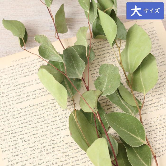 ユーカリ ポポラス ドライフラワー 大 2 3本 長さ35 40cm ドライフラワー 小分け レッスン お花 フラワー 教室 スワッグ 材料 素材 ハーバリウム花材のお店acornstyle 通販 Yahoo ショッピング