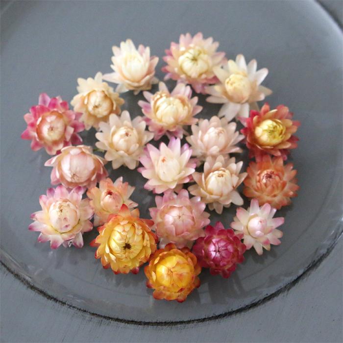 ニュアンスカラー ヘリクリサム ヘッド 20個 （ ミックスカラー