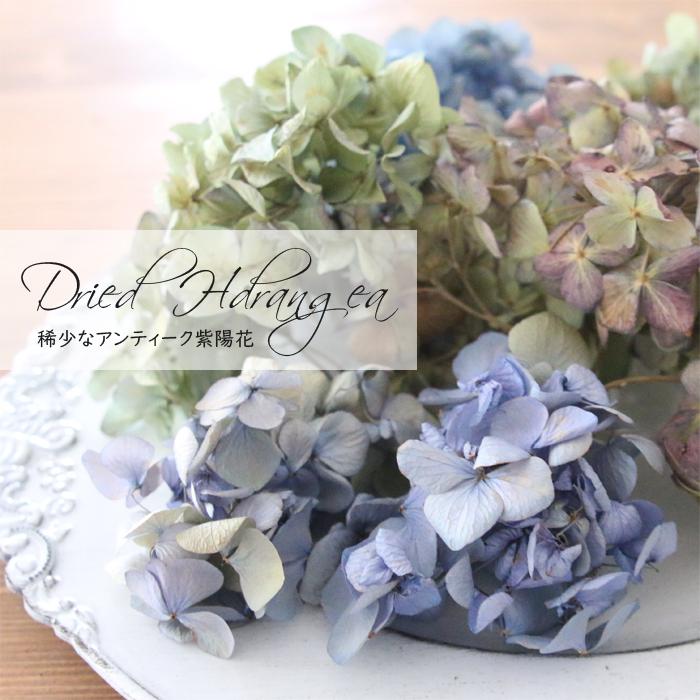 ドライフラワー 紫陽花 MIXパック （6輪前後） あじさい