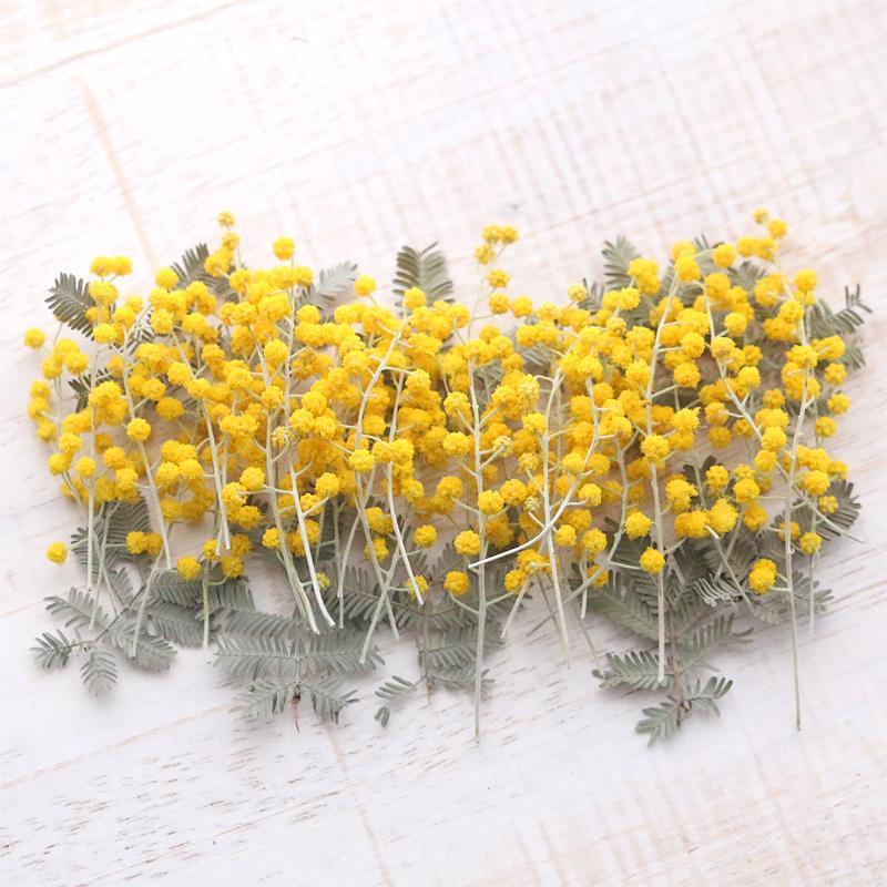 ミモザ ドライフラワー （穂先20本＆葉10枚） 【Aタイプ】 素材 花材
