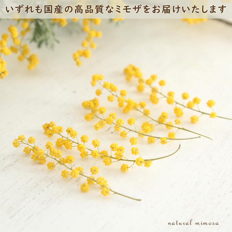 ミモザ ドライフラワー （穂先20本＆葉10枚） 【Aタイプ】 素材