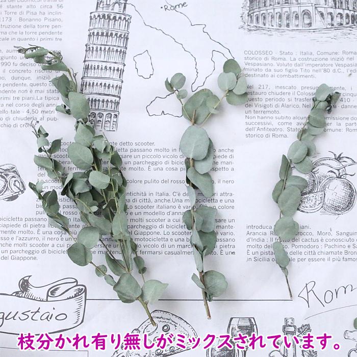 ユーカリーグニー 10本セット （長さ約20cm前後） 【ドライフラワー 花