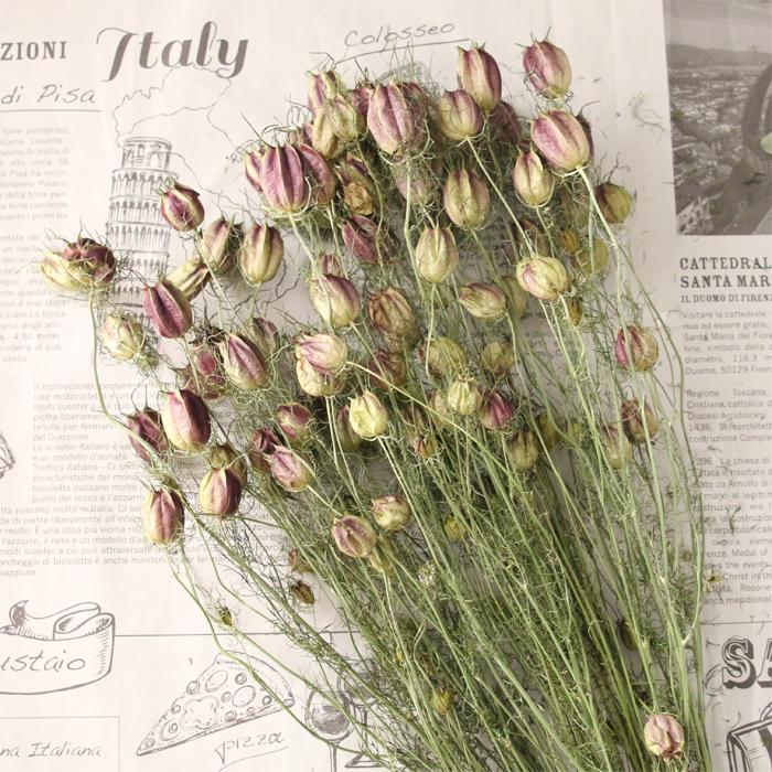 ニゲラ ドライフラワー 大束1束 | 送料無料 スワッグ ハンドメイド