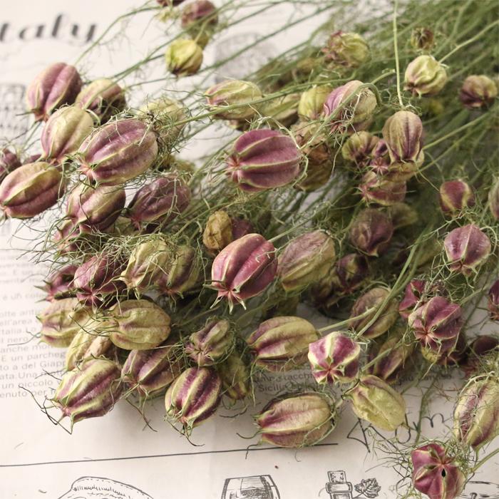 ニゲラ　ニゲラの実　ドライフラワー60本④【ネコポス発送】 ニゲラ ドライフラワー 大束1束 | 送料無料 スワッグ ハンドメイド