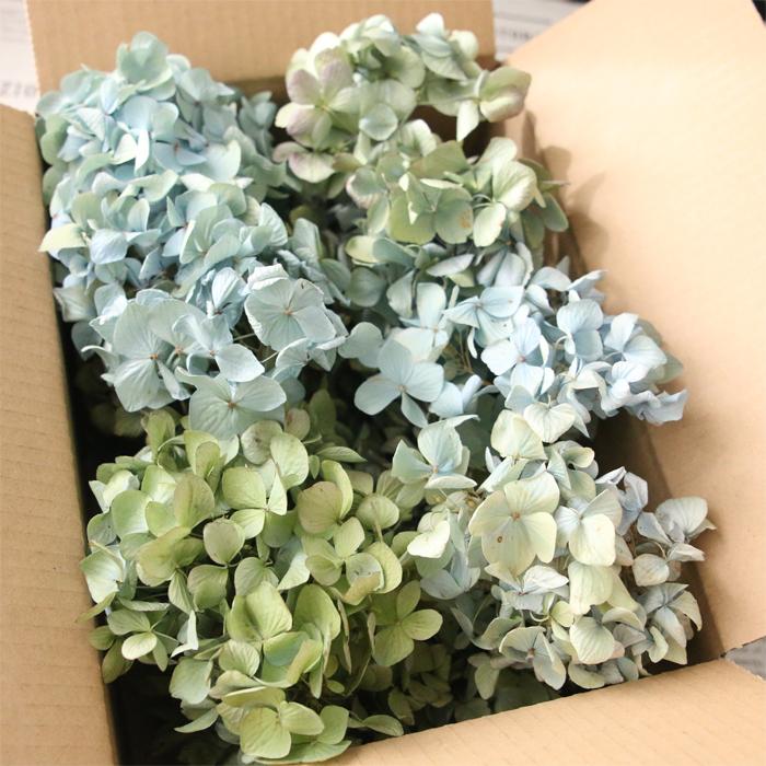 8.秋色紫陽花スワッグ 秋色紫陽花 ドライフラワー （目安：60サイズ） 送料無料