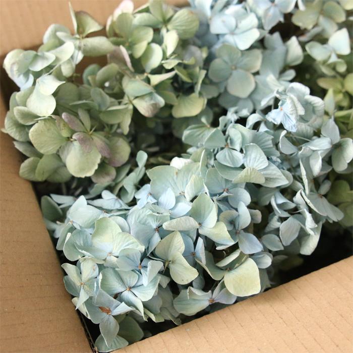 紫陽花ドライフラワー J5 120サイズ 作家様向け 秋色紫陽花 紫陽花ドライフラワー J5 120サイズ 作家様向け 秋色紫陽花 - メルカリ