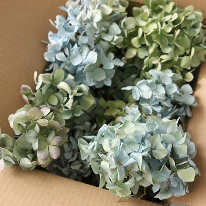 3.秋色紫陽花スワッグ 秋色紫陽花 ドライフラワー （目安：60サイズ） 送料無料