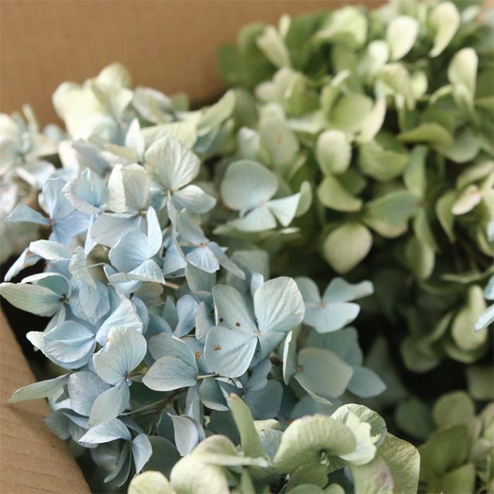 秋色紫陽花 北海道産 ドライフラワー （目安：60サイズ） : ハー