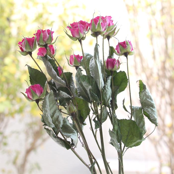 スプレーバラ ピンク系 【長さ約30cm・枝3本】 ドライフラワー