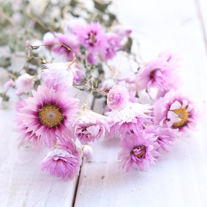 ローダンセ ピンク 約10本 【ドライフラワー 花材 国産 小分け  