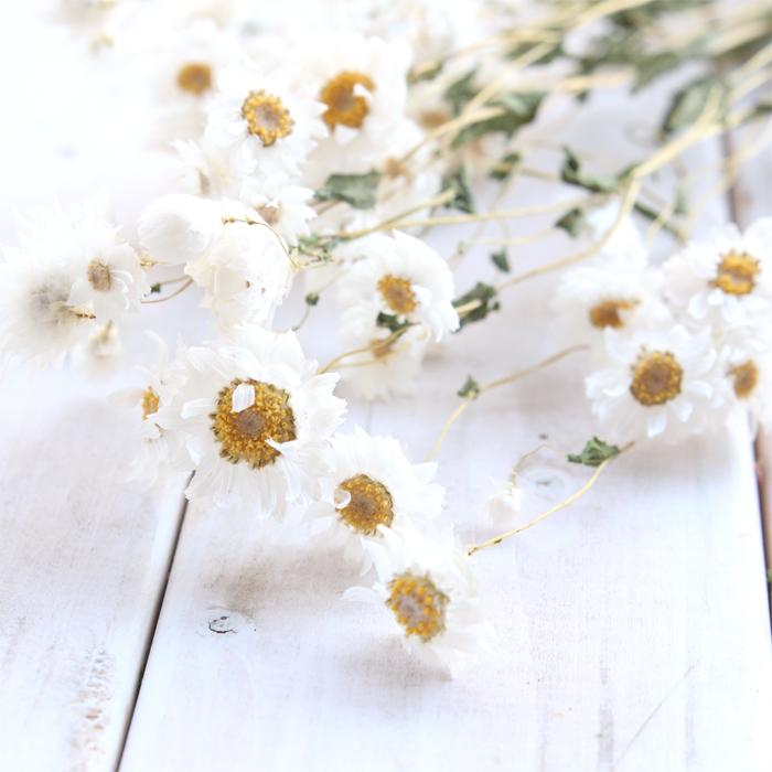 ローダンセ ホワイト 約10本 【ドライフラワー 花材 国産 小分け