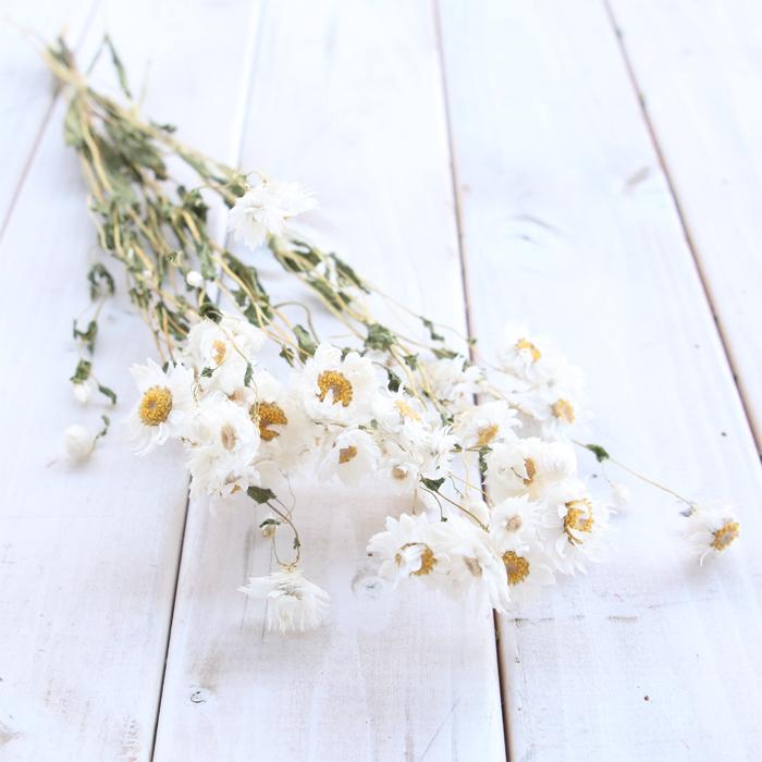 白いお花 ローダンセ イネ科 樹脂標本 errer 植物標本 アンティーク 白いお花 ローダンセ イネ科 樹脂標本 errer 植物標本 アンティーク