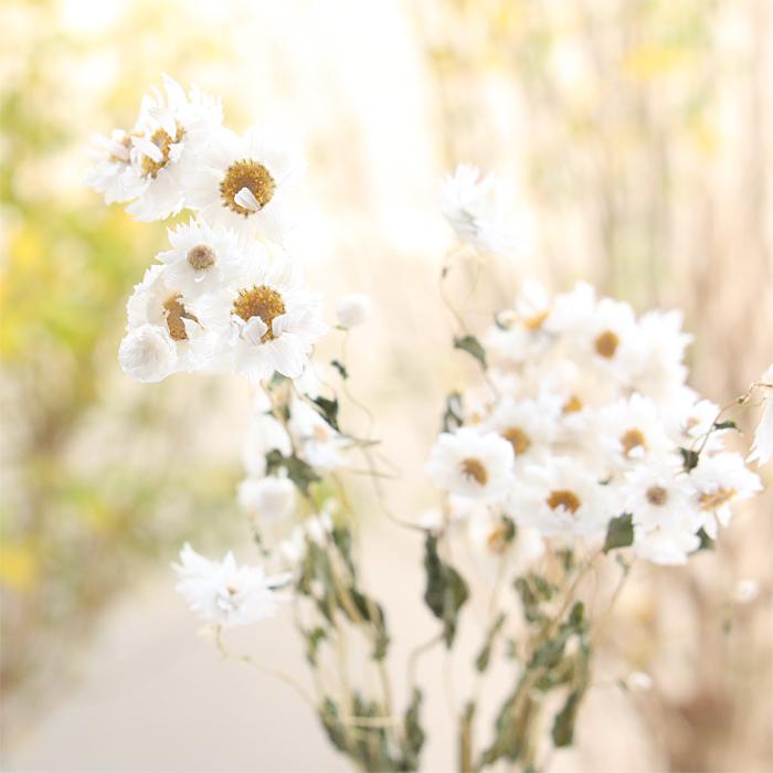 ローダンセ ホワイト 約10本 【ドライフラワー 花材 国産 小分け