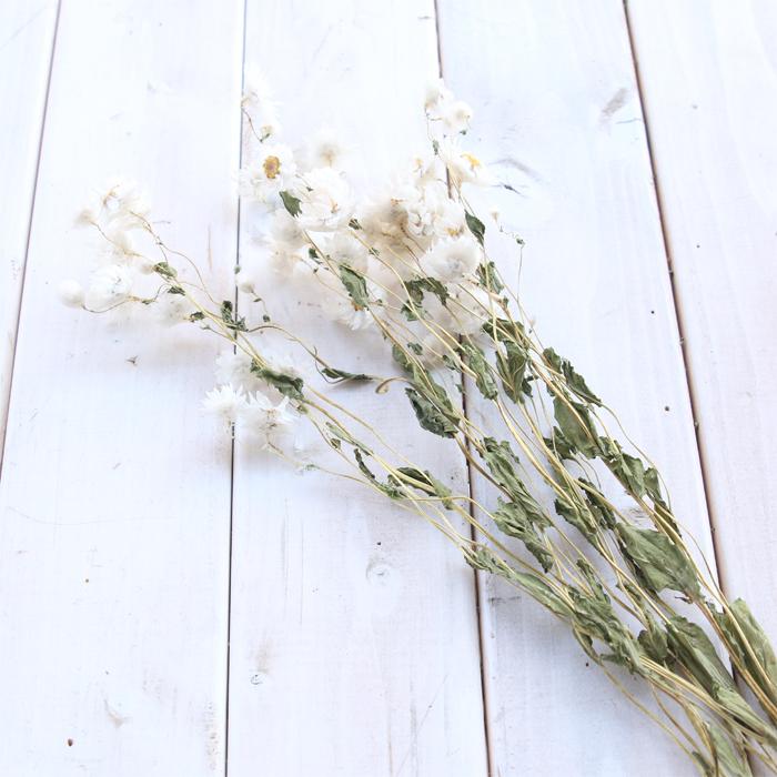 白いお花 ローダンセ イネ科 樹脂標本 errer 植物標本 アンティーク 白いお花 ローダンセ イネ科 樹脂標本 errer 植物標本 アンティーク