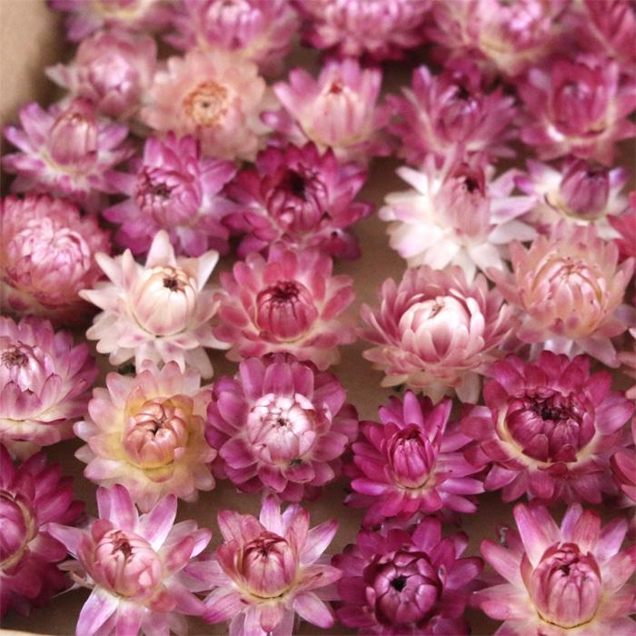 お徳用 ヘリクリサム （ピンク系） 貝細工 パープル 紫 数量限定