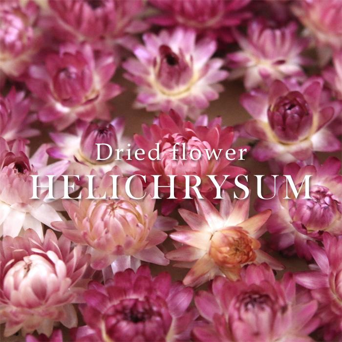 お徳用 ヘリクリサム （ピンク系） 貝細工 パープル 紫 数量限定