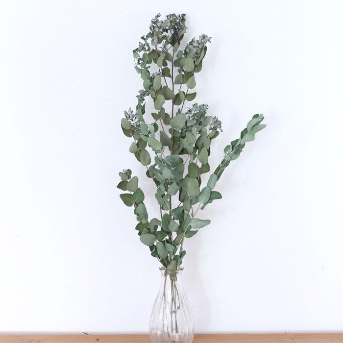 moco グニユーカリ ドライフラワー | グニー 国産 花材 送料無料