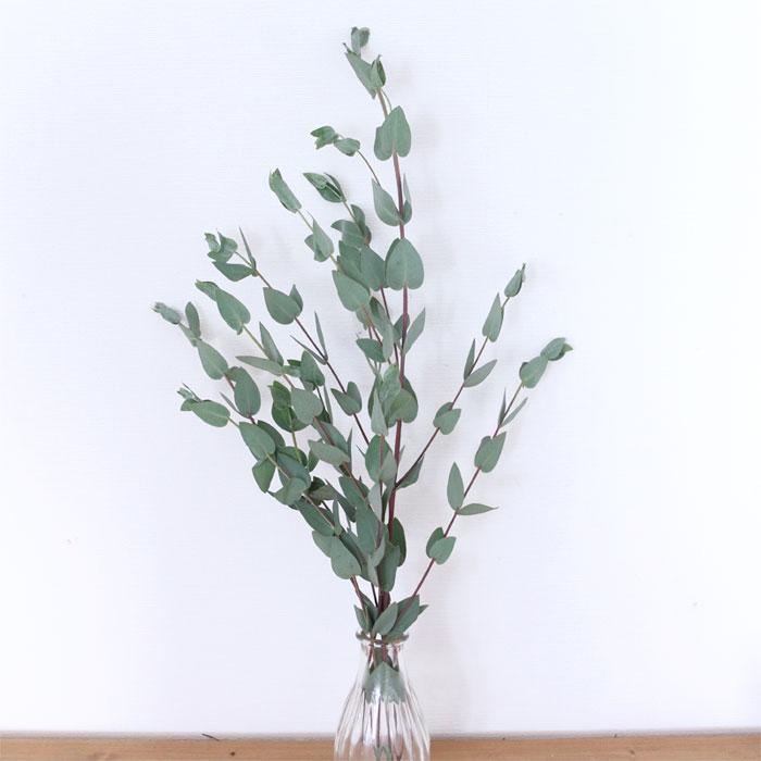 moco グニユーカリ ドライフラワー | グニー 国産 花材 送料無料