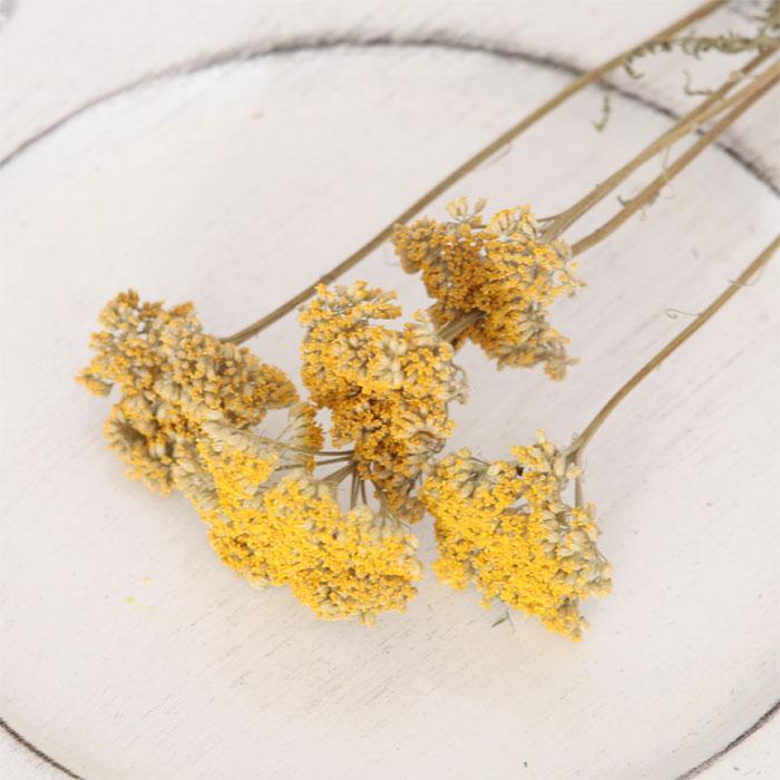ノコギリソウ ドライフラワー （4〜5本）| ヤロウ イエロー 黄色