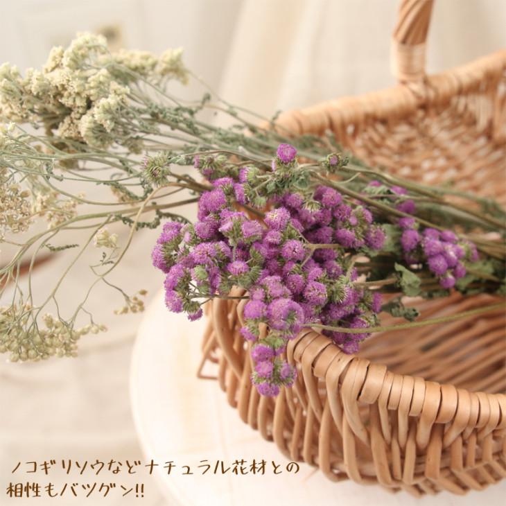 アゲラタム 花材 ドライフラワー （紫） 約5g | 国産 送料無料