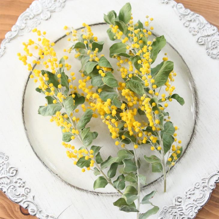 パールアカシア ミモザ ドライフラワー 3本セット （約15〜20cm前後