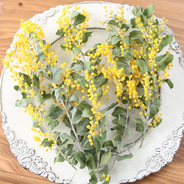 パールアカシア ミモザ ドライフラワー 5本セット （約15〜20cm前後