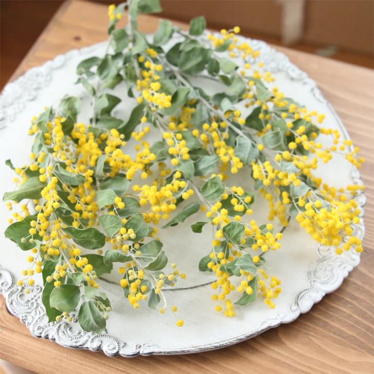 パールアカシア ミモザ ドライフラワー 5本セット （約15〜20cm前後