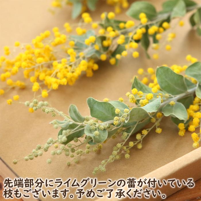 パールアカシア ミモザ ドライフラワー 5本セット （約15〜20cm前後