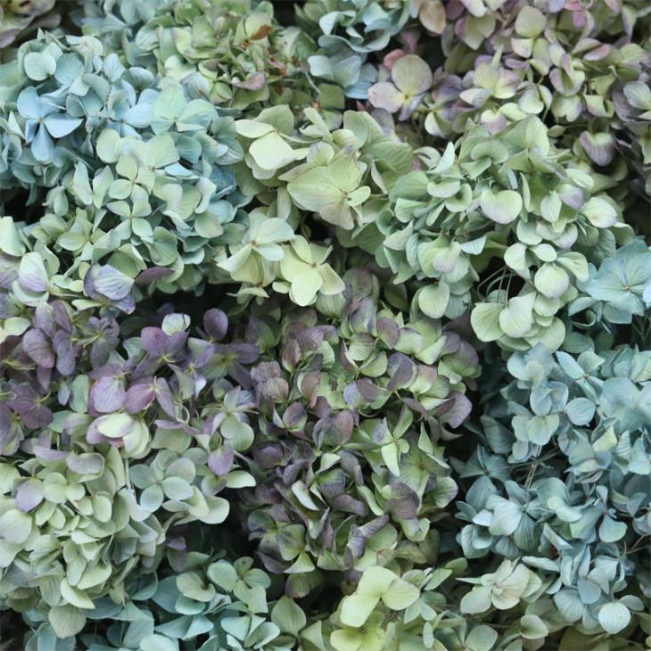 ドライフラワー 紫陽花 ヘッド | 花材 あじさい アジサイ 国産