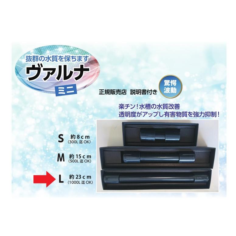 ヴァルナミニ 水槽浄化 アクアリウム 熱帯魚 アロワナ らんちゅう 家庭