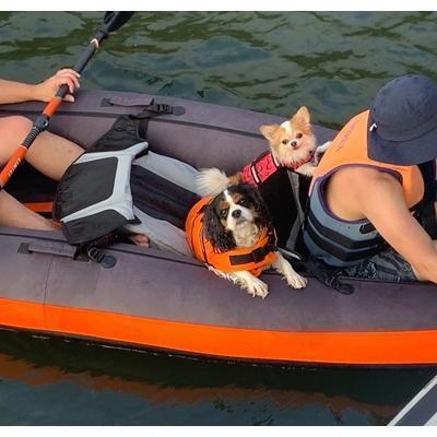 わんちゃん用 ライフジャケット / 小型 中型 犬 水遊び 海 川 救命胴衣 ペット 犬用 小型犬 フローティング ライフ | ブランド登録なし | 11