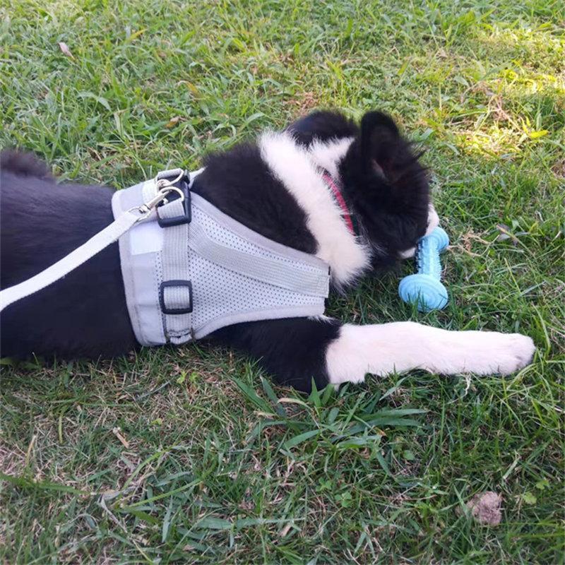 ハーネス リード 犬用 おしゃれ 安全 簡単装着 首輪 お出かけ ペット 小型犬 中型犬 大型犬 胴輪 脱げない かわいい ウェア 通気 反射材 | ブランド登録なし | 15