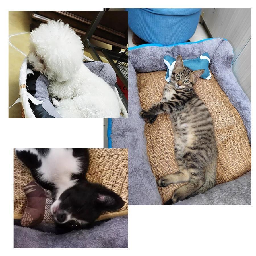 ペットベッド ふわふわ ドーム 小型犬 猫 ペット用 ベッド カドラー ドーム ハウス ソファ クッション マット ハウス おしゃれ ふかふか グッズ | ブランド登録なし | 12